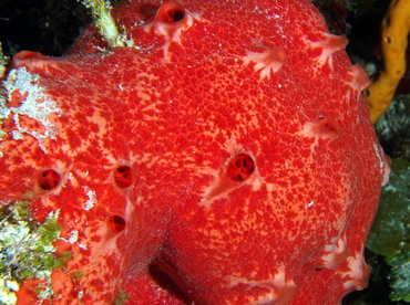Pink and Red Encrusting Sponge - Spirastrella coccinea - Cozumel, Mexico