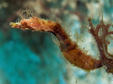 Pipehorse - Amphelikturus dendriticus - Cozumel, Mexico