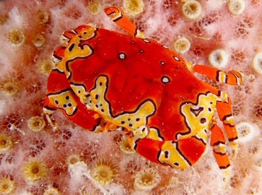 Gaudy Clown Crab - Platypodiella spectabilis - Cozumel, Mexico