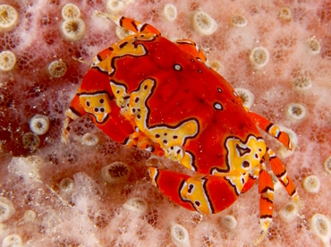 Gaudy Clown Crab - Platypodiella spectabilis - Cozumel, Mexico