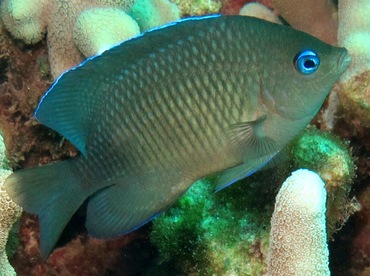 Johnston Damselfish - Plectroglyphidodon johnstonianus - Maui, Hawaii