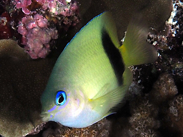 Johnston Damselfish - Plectroglyphidodon johnstonianus - Great Barrier Reef, Australia