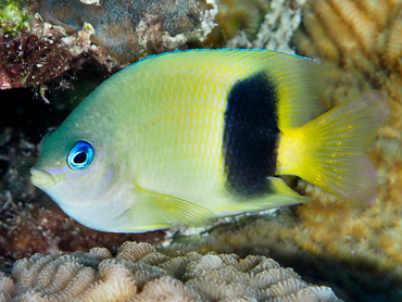 Johnston Damselfish - Plectroglyphidodon johnstonianus - Great Barrier Reef, Australia