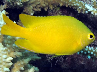 Lemon Damselfish - Pomacentrus moluccensis - Palau