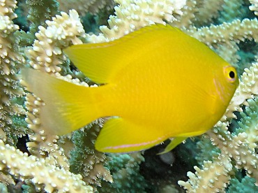 Lemon Damselfish - Pomacentrus moluccensis - Palau