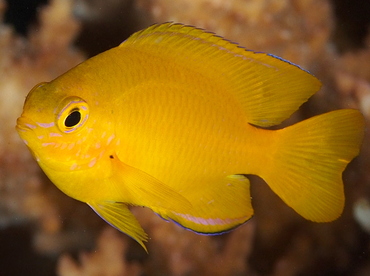 Lemon Damselfish - Pomacentrus moluccensis - Palau