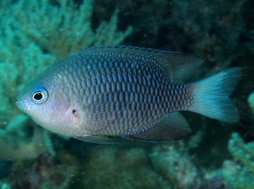 Reid's Damselfish - Pomacentrus reidi - Palau