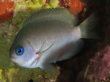 Reid's Damselfish - Pomacentrus reidi - Wakatobi, Indonesia