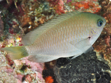 Reid's Damselfish - Pomacentrus reidi - Wakatobi, Indonesia