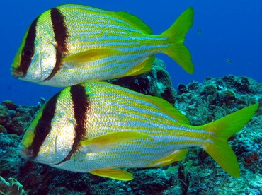 Porkfish - Anisotremus virginicus - Cozumel, Mexico