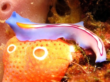 Racing Stripe Flatworm - Pseudoceros bifurcus - Dumaguete, Philippines