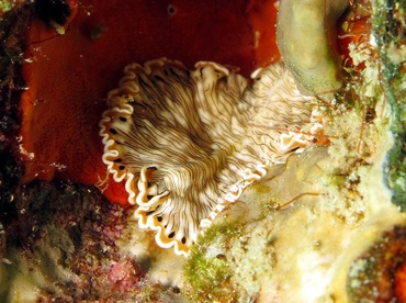 Lined Flatworm - Maritigrella crozierae - Nassau, Bahamas