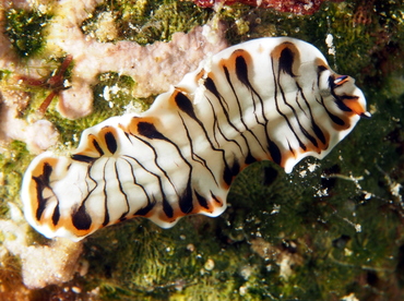 Lined Flatworm - Maritigrella crozierae - Eleuthera, Bahamas