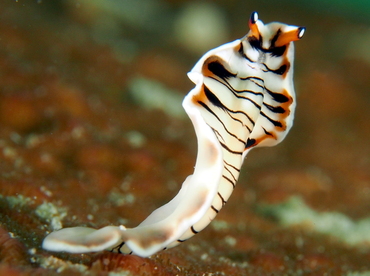 Lined Flatworm - Maritigrella crozierae - Eleuthera, Bahamas