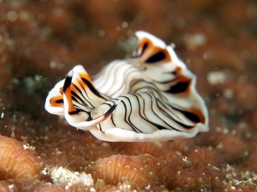 Lined Flatworm - Maritigrella crozierae - Eleuthera, Bahamas