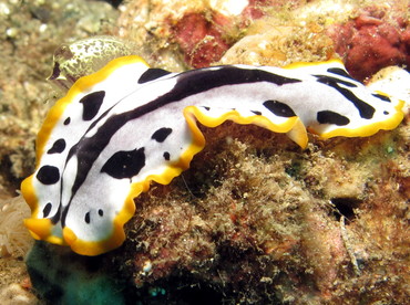 Script Flatworm - Pseudoceros scriptus - Dumaguete, Philippines