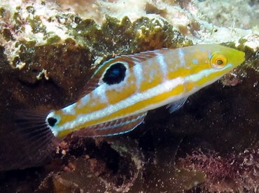 Puddingwife - Halichoeres radiatus - Cozumel, Mexico