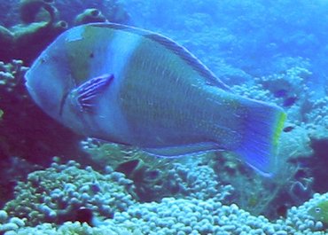 Puddingwife - Halichoeres radiatus - Cozumel, Mexico