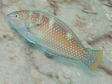 Puddingwife - Halichoeres radiatus - St Thomas, USVI