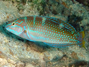 Puddingwife - Halichoeres radiatus - Cozumel, Mexico