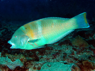 Puddingwife - Halichoeres radiatus - Cozumel, Mexico