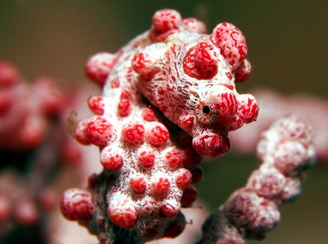 Pygmy Seahorse - Hippocampus bargibanti - Lembeh Strait, Indonesia