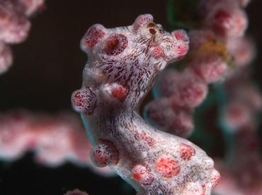 Pygmy Seahorse - Hippocampus bargibanti - Anilao, Philippines