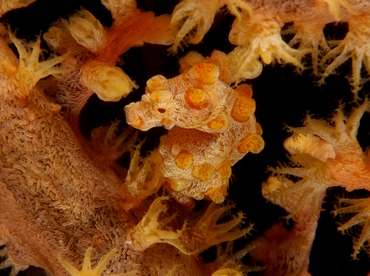 Pygmy Seahorse - Hippocampus bargibanti - Anilao, Philippines