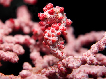 Pygmy Seahorse - Hippocampus bargibanti - Lembeh Strait, Indonesia