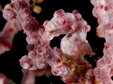 Pygmy Seahorse - Hippocampus bargibanti - Anilao, Philippines