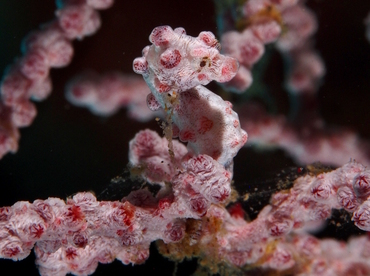 Pygmy Seahorse - Hippocampus bargibanti - Anilao, Philippines