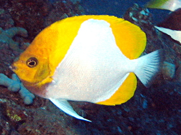 Pyramid Butterflyfish - Hemitaurichthys polylepis - Lanai, Hawaii
