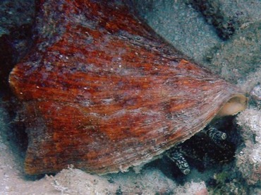 Queen Conch - Strombus gigas - Key West, Florida