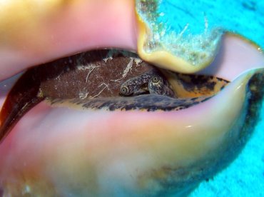 Queen Conch - Strombus gigas - Turks and Caicos