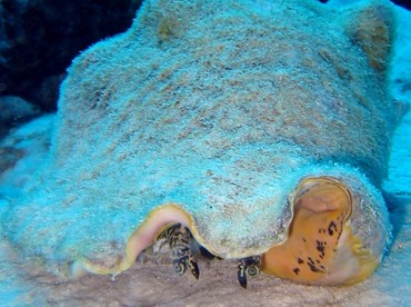 Queen Conch - Strombus gigas - Bonaire