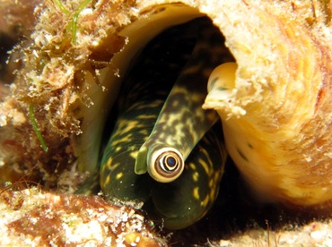 Queen Conch - Strombus gigas - Cozumel, Mexico