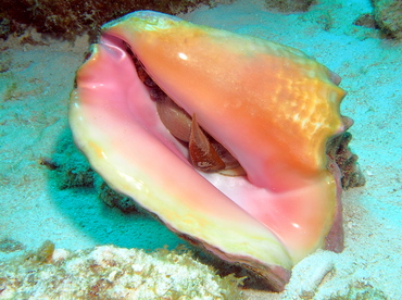 Queen Conch - Strombus gigas - Grand Cayman