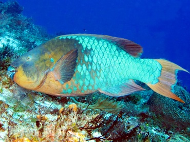 Rainbow Parrotfish - Scarus guacamaia - Cozumel, Mexico