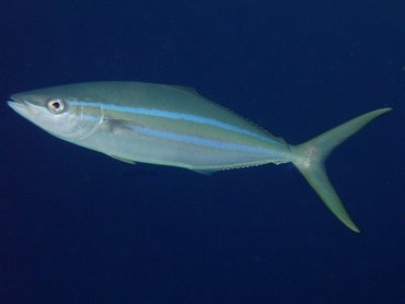 Rainbow Runner - Elagatis bipinnulata - Nassau, Bahamas