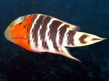 Redbreasted Wrasse - Cheilinus fasciatus - Palau