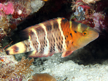 Redbreasted Wrasse - Cheilinus fasciatus - Wakatobi, Indonesia