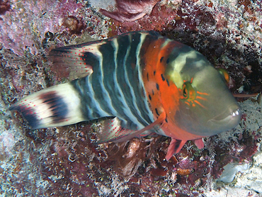 Redbreasted Wrasse - Cheilinus fasciatus - Great Barrier Reef, Australia