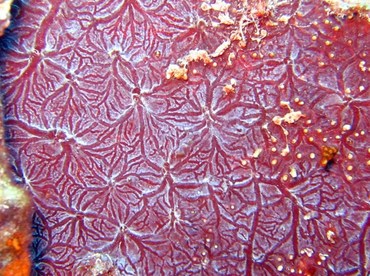 Red Encrusting Sponge - Monanchora barbadensis - Key Largo, Florida