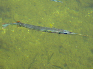 Redfin Needlefish - Strongylura notata - Key Largo, Florida