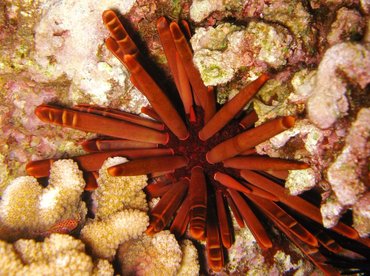 Red Slate Pencil Urchin - Heterocentrotus mammillatus - Maui, Hawaii