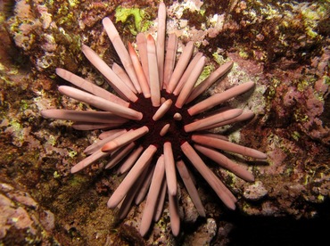 Red Slate Pencil Urchin - Heterocentrotus mammillatus - Maui, Hawaii