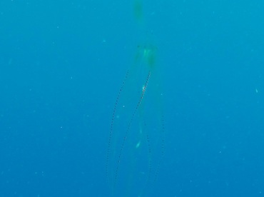 Red-Spot Comb Jelly - Eurhamphaea vexilligera - Belize