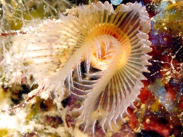 Red-Spotted Horseshoe Worm - Protula sp. - Bonaire