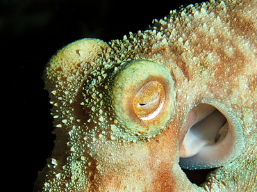 Caribbean Reef Octopus - Octopus briareus - Cozumel, Mexico