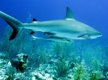 Caribbean Reef Shark - Carcharhinus perezii - Nassau, Bahamas
